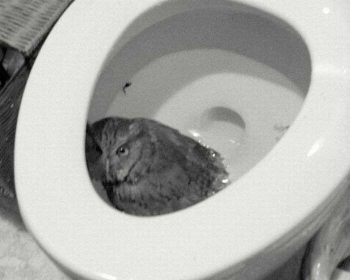 there-s-an-owl-in-the-toilet.jpg
