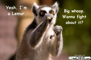 Irish Lemur
